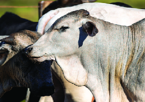 Animal Products