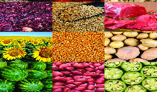 Vegetables & Fruits